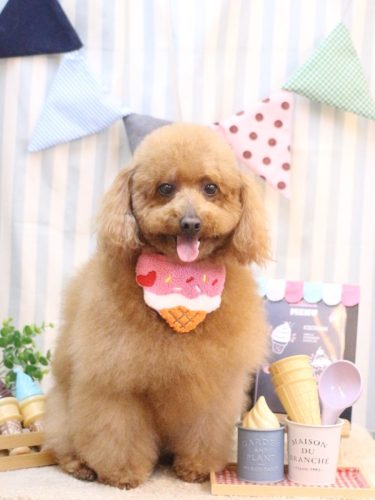 20250506チョコちゃん